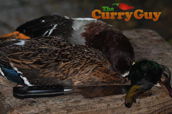 Tandoori mallard