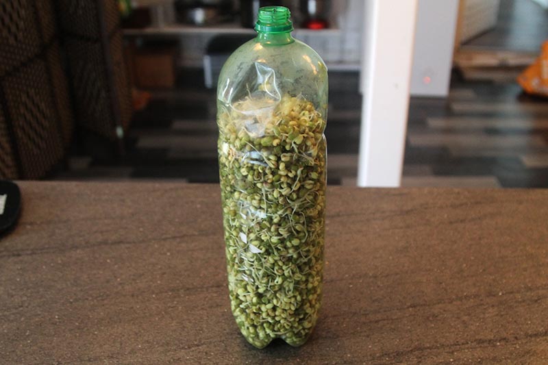Making sprouted moong