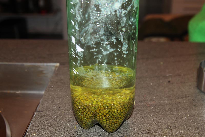 Making sprouted moong